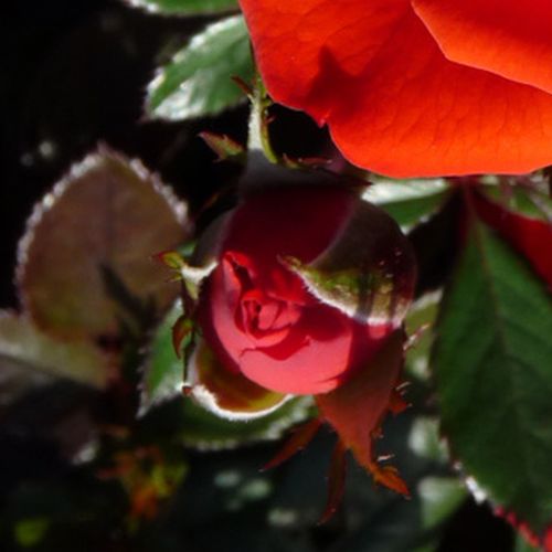 Rosa Top Hit® - roșu - Trandafir copac cu trunchi înalt - cu flori mărunți - coroană compactă
